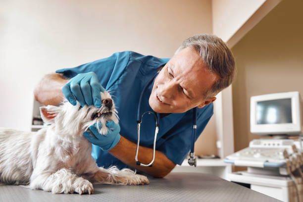 Best Mobile Emergency Dentist in Roseland, NJ